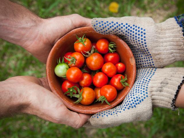 Photos mains et tomates
